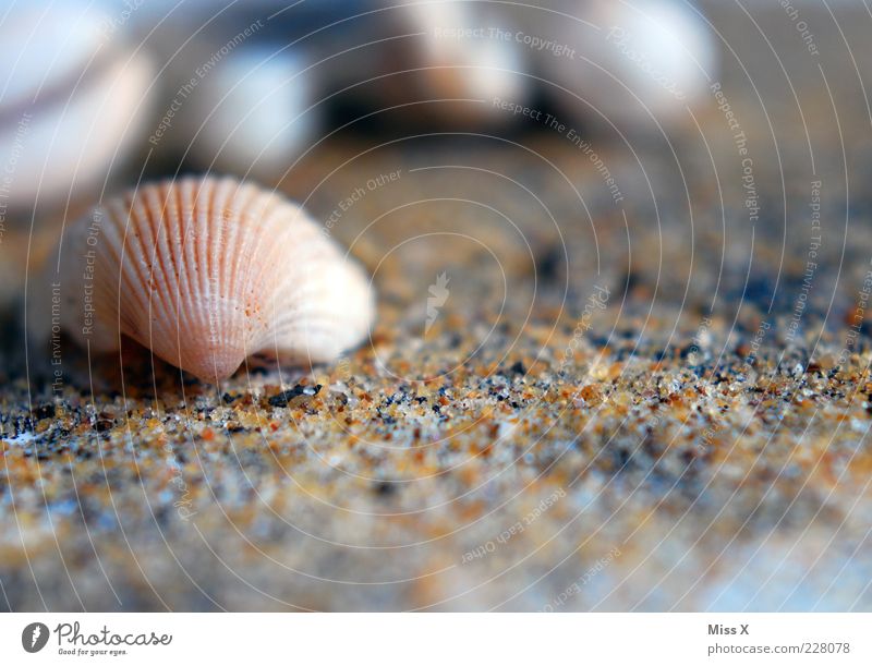 seashell Beach Small Mussel Mussel shell Sand Sandy beach Cockle Colour photo Exterior shot Close-up Deserted Copy Space bottom Shallow depth of field