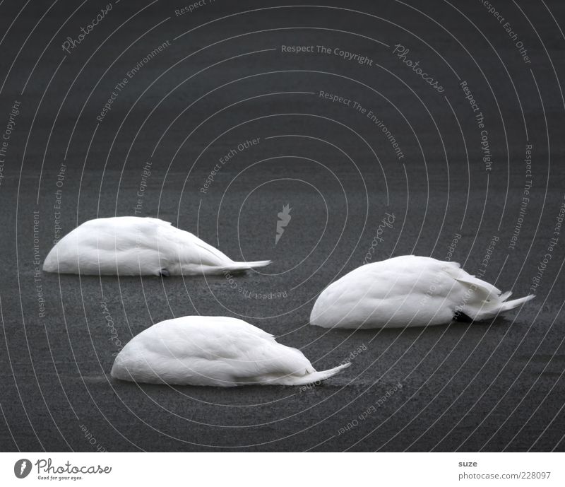headless Ocean Environment Nature Animal Water Wild animal Bird Swan 3 Group of animals Exceptional Dark Cold Funny Black White Emotions Feather Headless Search