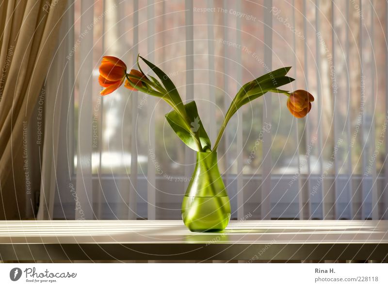 sun salutation Lifestyle Flower Tulip Vase Blossoming Illuminate Green Joie de vivre (Vitality) Still Life Calm Curtain Table Colour photo Interior shot