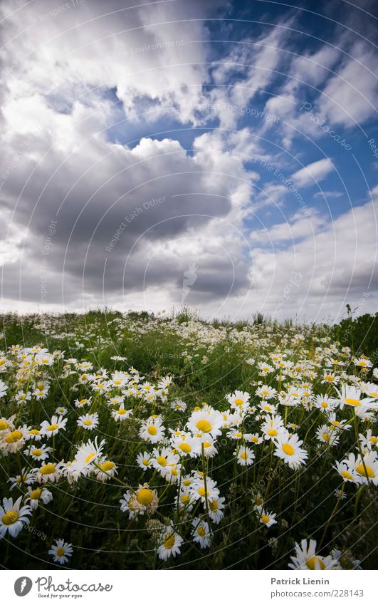 Am I dreaming? Environment Nature Landscape Plant Elements Air Sky Clouds Summer Climate Weather Beautiful weather Flower Wild plant Meadow Hill Fragrance