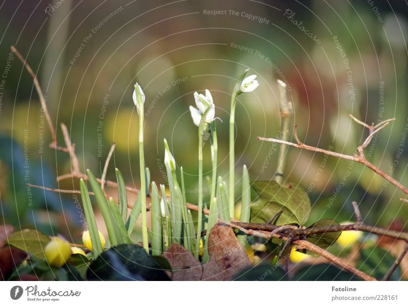spring awakening Environment Nature Plant Elements Spring Flower Blossom Wild plant Bright Natural Brown Green White Snowdrop Spring flowering plant Blossoming