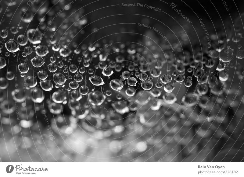 Drops Nature Drops of water Spider Mysterious Spider's web Dew Black & white photo Exterior shot Detail Macro (Extreme close-up) Abstract Pattern Deserted