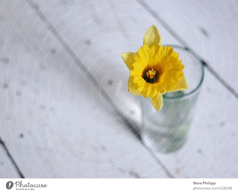 When I see you like this... Fragrance Nature Plant Spring Flower Blossom Wild daffodil Narcissus Blossoming Esthetic Natural Blue Yellow Spring fever Line