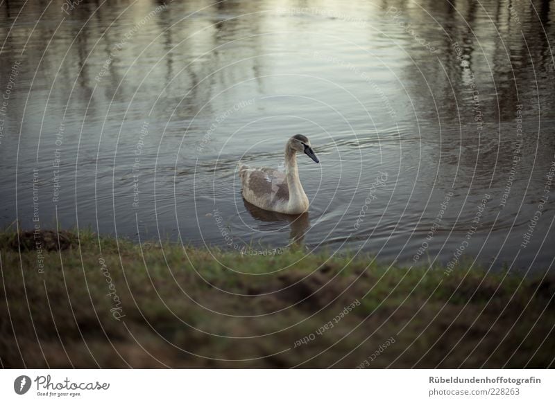 Swan Environment Nature Water Grass River bank Animal Wild animal Wing 1 Free Brown Gray Green Calm Colour photo Exterior shot Deserted Evening Reflection
