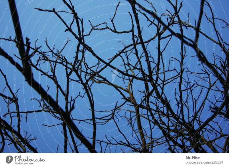 stringy Environment Growth Branchage Twigs and branches Blue Silhouette Wood Winter Muddled Nature Network Leafless Deserted