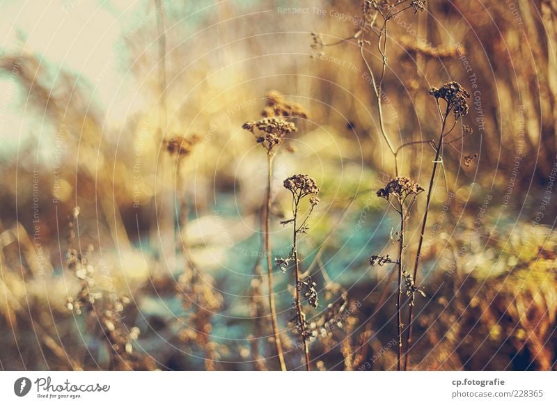 candy_World Nature Plant Sunlight Winter Grass Wild plant Meadow Natural Day Light Shadow Contrast Shallow depth of field Bushes Dry Deserted Blur Autumnal