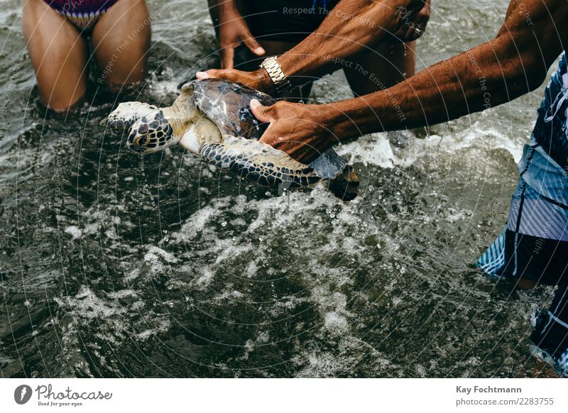 Captured sea turtle Leisure and hobbies Fishing (Angle) Vacation & Travel Tourism Adventure Far-off places Summer Summer vacation Beach Ocean Human being Life
