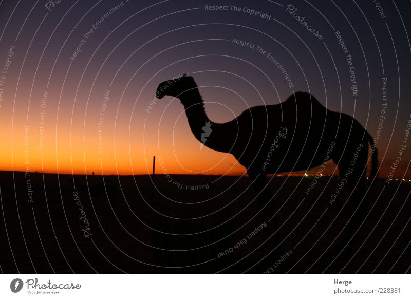 sunset camel Animal 1 Esthetic Love of animals Contempt Vacation & Travel Colour photo Evening