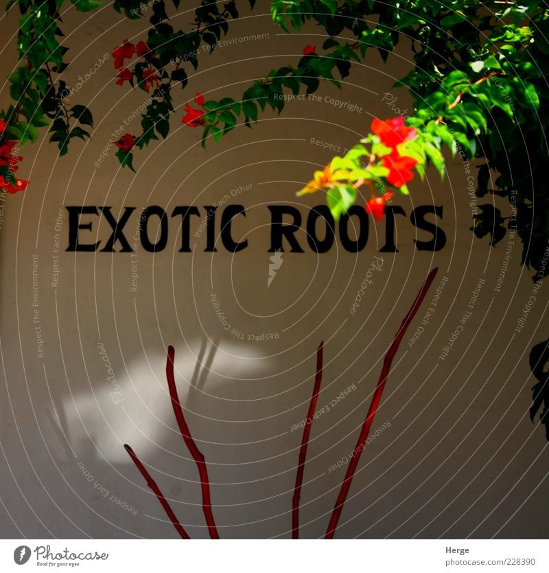 exotic roots Sign Bright Kitsch Green Red Vacation & Travel Colour photo Exterior shot Day