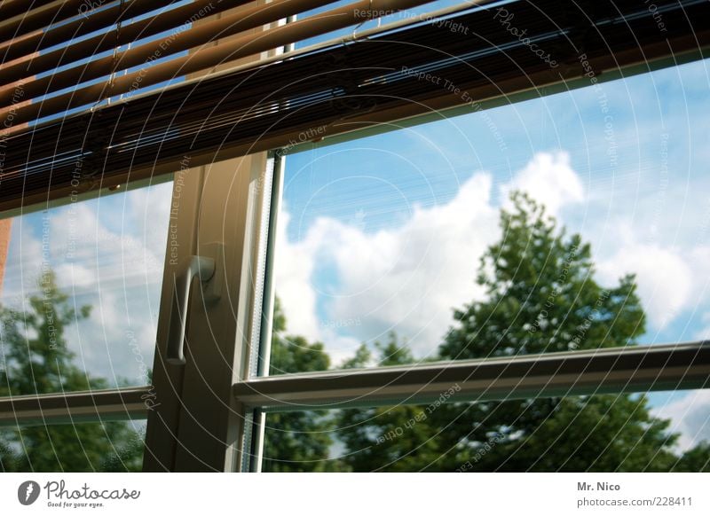 window in the skies Window Clean Transparent Window pane Roller blind Venetian blinds Closed Lattice window Pane Clouds Light Protection Colour photo Treetop