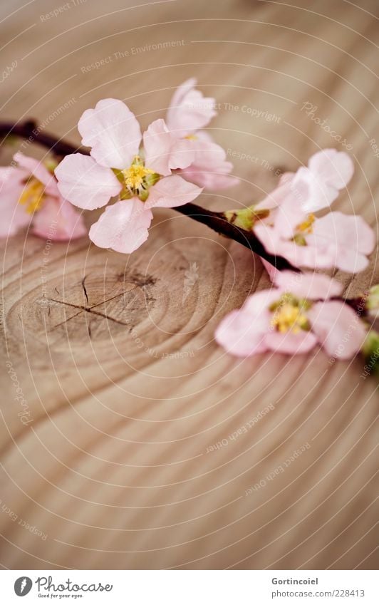SPRING MESSENGERS Nature Plant Spring Flower Blossom Beautiful Pink Wooden table Twig Blossom leave Spring fever Peach blossom Colour photo Subdued colour