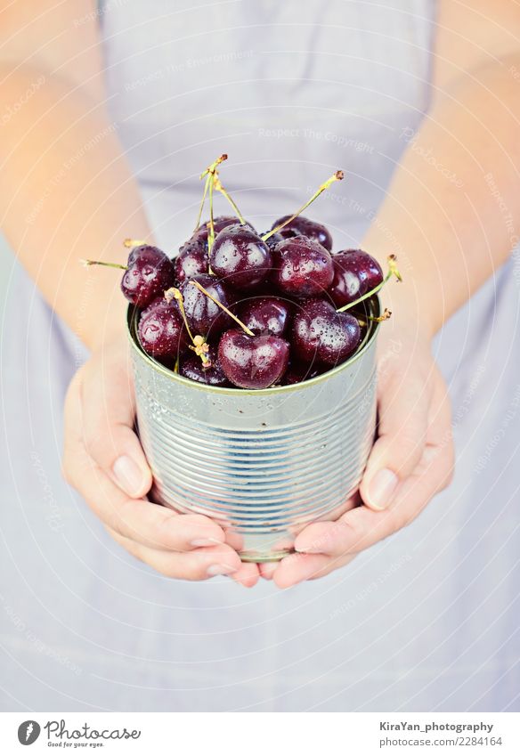 Woman's hands hold Metallic jar with fresh and ripe cherries Fruit Dessert Vegetarian diet Healthy Eating Summer Garden Decoration Feasts & Celebrations