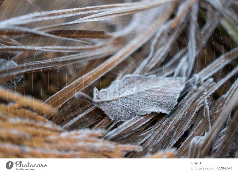Single Frost Covered Leaf Sits in Grasses Design Beautiful Harmonious Calm Vacation & Travel Adventure Sun Winter Nature Landscape Plant Autumn Ice Freeze