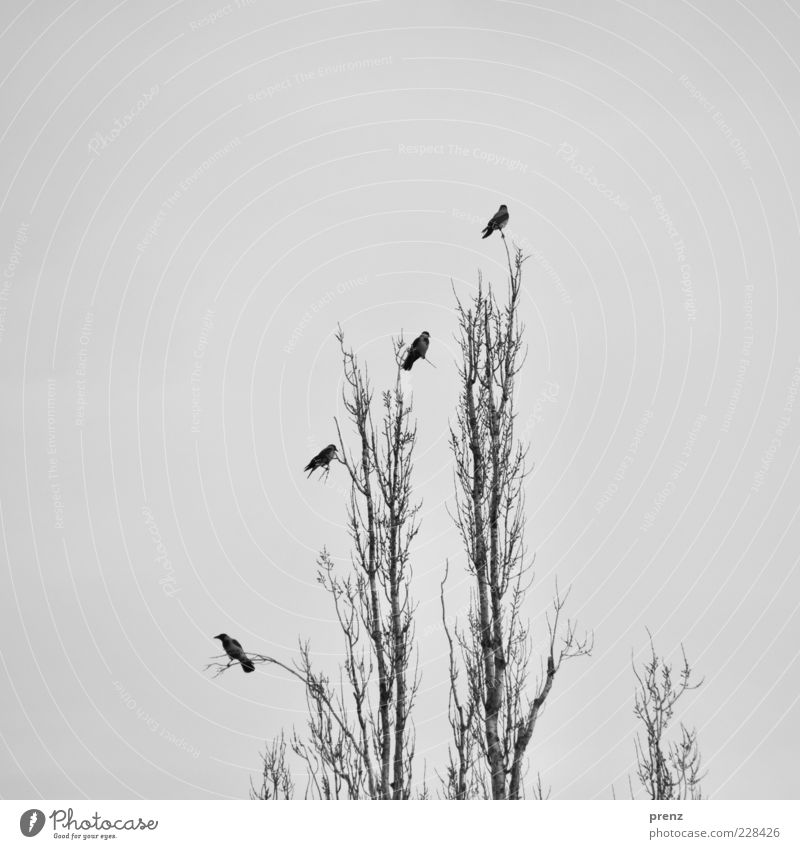 four birds Environment Nature Plant Animal Air Weather Tree Bird 4 Group of animals Wood Looking Gray Black Crow Line Row Tall Sky Branch Twigs and branches