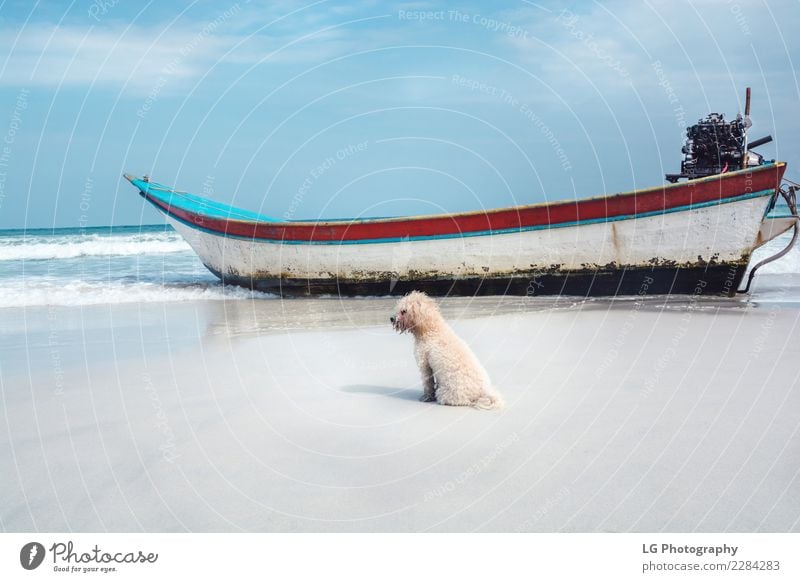 Beach doggy with boat Exotic Beautiful Vacation & Travel Tourism Summer Ocean Island Decoration Nature Landscape Sand Coast Transport Watercraft Wood Rust Old