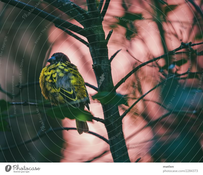 tired Tree Animal Bird 1 Sit Dark Yellow Gray Green Pink Black Fatigue Colour photo Exterior shot Close-up Deserted Copy Space left Copy Space right