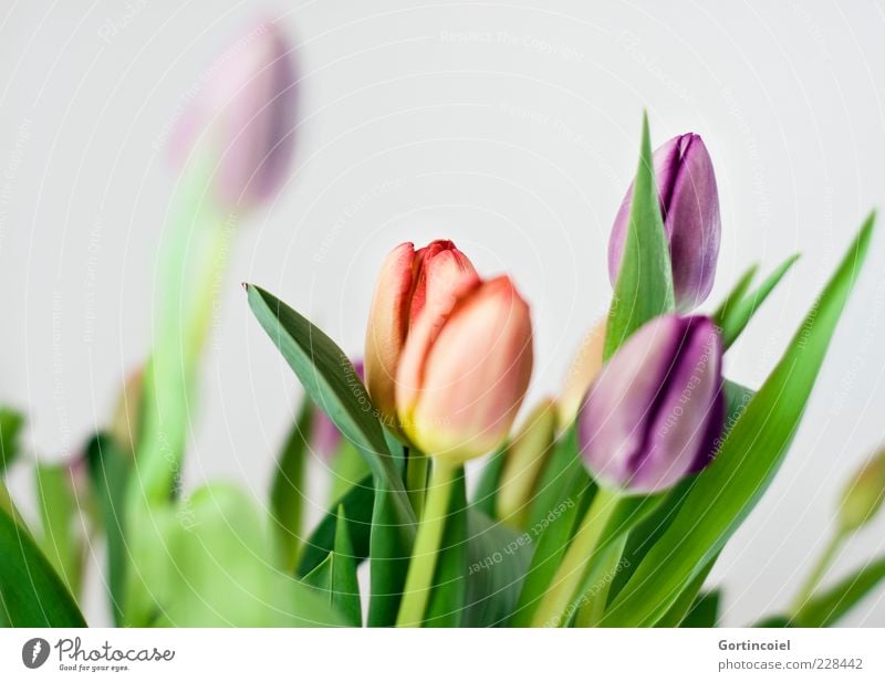 Even more spring Spring Flower Tulip Leaf Blossom Decoration Fresh Beautiful Multicoloured Tulip blossom Bouquet Colour photo Interior shot Isolated Image
