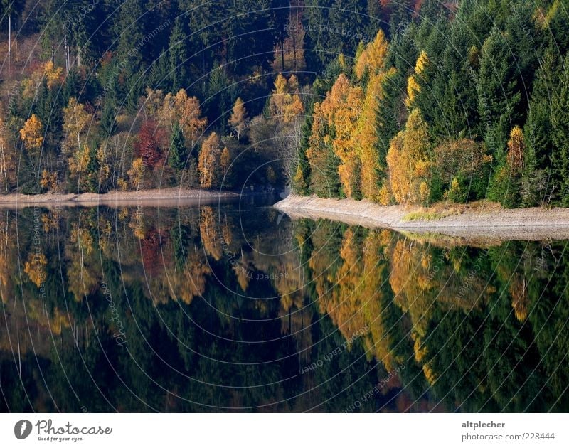 Indian Summer in the Franconian Forest Environment Nature Landscape Plant Water Autumn Beautiful weather Tree Lakeside Reservoir Germany Idyll Reflection