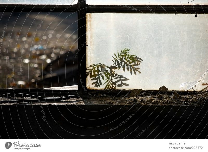 Out in front of the window. Plant Fern Foliage plant Industrial plant Factory Window Wood Glass Esthetic Beautiful Broken Cute Power Innocent Fragile Decline