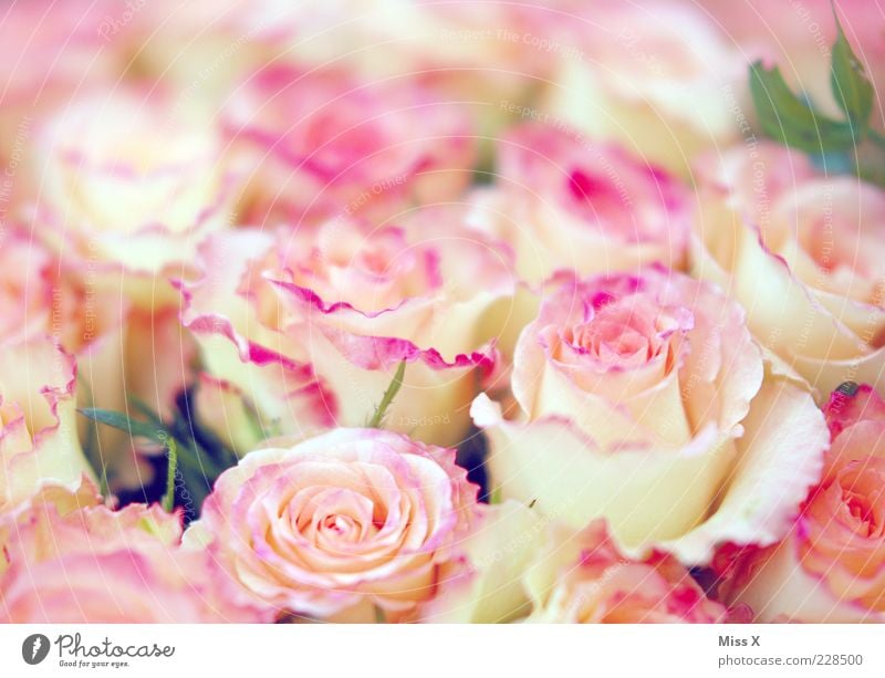 Girls photo deluxe Spring Flower Rose Blossom Blossoming Fragrance Kitsch Rose leaves Rose blossom Pink Delicate Smooth Bouquet Colour photo Multicoloured