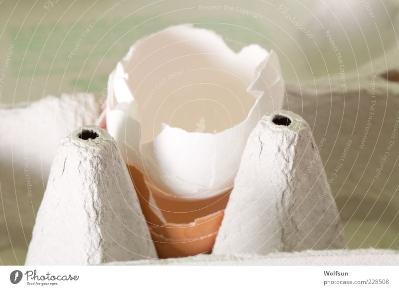Eggs are from Food Nutrition Organic produce Packaging Broken Gray White Colour photo Interior shot Close-up Shallow depth of field Central perspective Struck