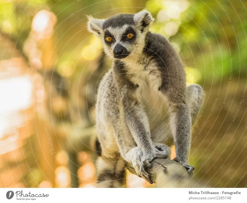 Looking curious Environment Nature Animal Sun Sunlight Beautiful weather Tree Bushes Wild animal Animal face Pelt Claw Paw Monkeys Ring-tailed Lemur Half-apes