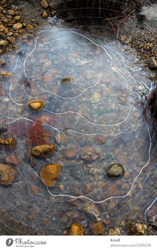 Ice Covered Puddle with Bright White Lines in Circles Design Beautiful Calm Winter Nature Sand Leaf Rock Pond River Stone Crystal Cool (slang) Wet Brown ice