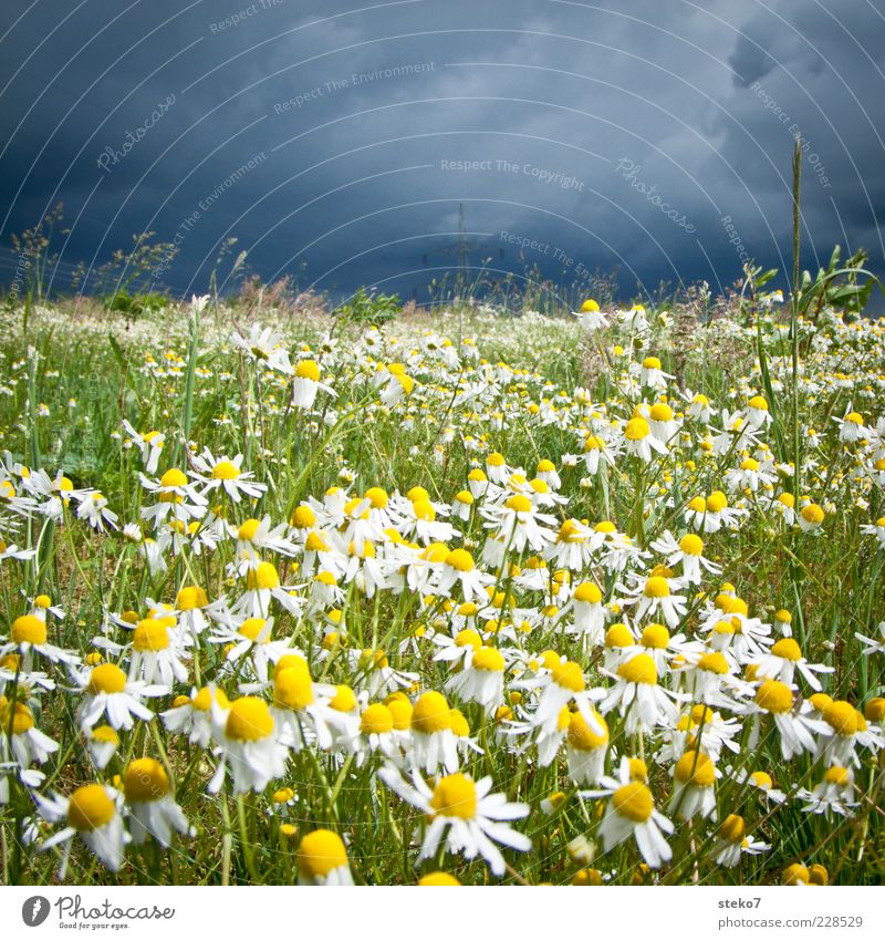 a storm is coming Storm Thunder and lightning Camomile blossom Meadow Blossoming Illuminate Threat Blue Yellow Green Bank of clouds Grass Disastrous Storm front