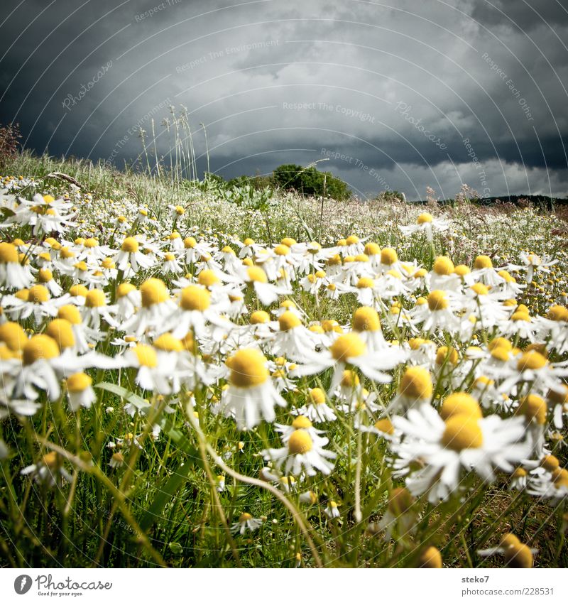 storm is still coming Landscape Bad weather Storm Gale Grass Blossom Camomile blossom Meadow Blossoming Illuminate Threat Yellow Gray Green Storm front