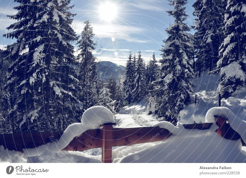 Snow with sun III. Environment Nature Landscape Plant Sky Sun Sunlight Winter Climate Weather Beautiful weather Fir tree Coniferous trees Forest Alps Mountain