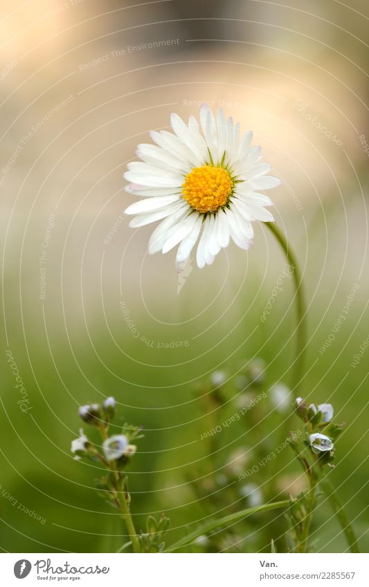 daisies Nature Plant Autumn Flower Grass Blossom Garden Meadow Small Green White Colour photo Multicoloured Exterior shot Close-up Macro (Extreme close-up)