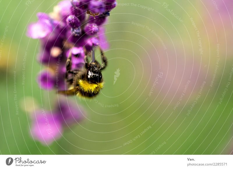 All the bees are already here Nature Plant Animal Flower Blossom Garden Meadow Bee 1 Small Green Violet Diligent Colour photo Multicoloured Exterior shot