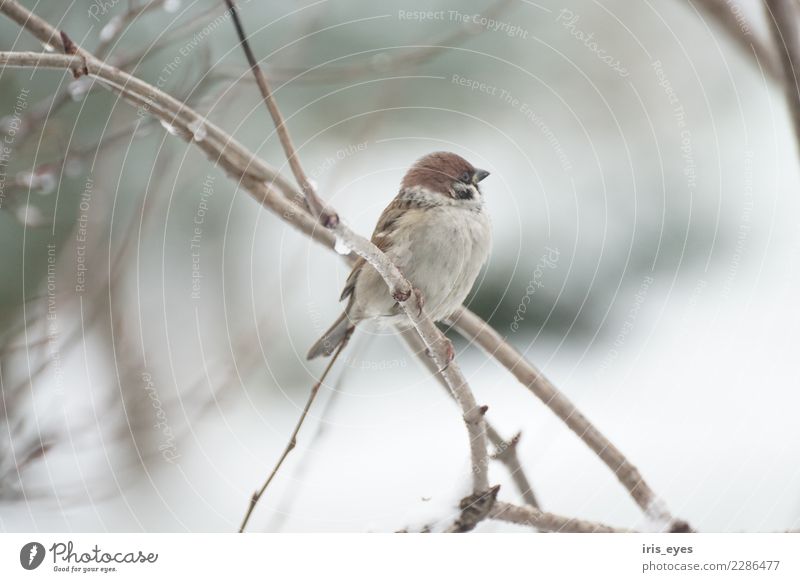 House sparrow in winter Animal Bird 1 Sit Contentment Calm Cold Nature Independence Pride Colour photo Subdued colour Exterior shot Morning Animal portrait