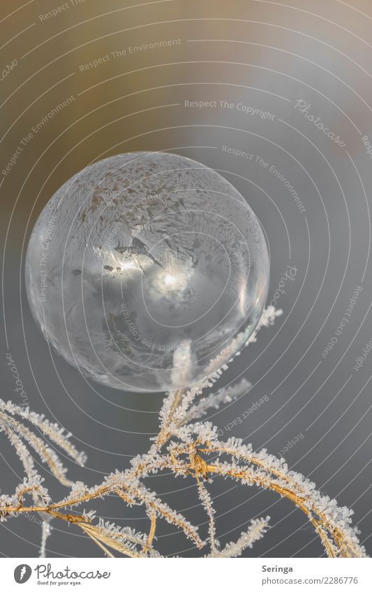Delicate soap bubble wrapped in an ice jacket Nature Landscape Plant Animal Winter Ice Frost Snow Grass Freeze Glittering Esthetic Exceptional Thin White Frozen