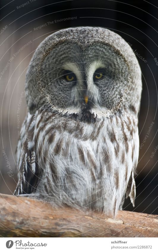 ...to Athens after all. Animal Wild animal Animal face Zoo 1 Observe Looking Exceptional Owl birds Owl eyes Eagle owl Strix Feather Poultry Beak