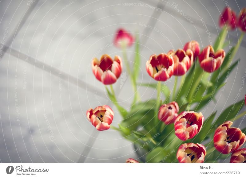 Tulips in the bathroom Spring Flower Blossoming Esthetic Bouquet Red Colour photo Interior shot Copy Space left Shallow depth of field Ground Blur Deserted