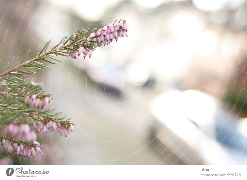 City nature instead of nature Nature Plant Spring Bushes Heather family Exterior shot Copy Space right Reflection Shallow depth of field Deserted Blur