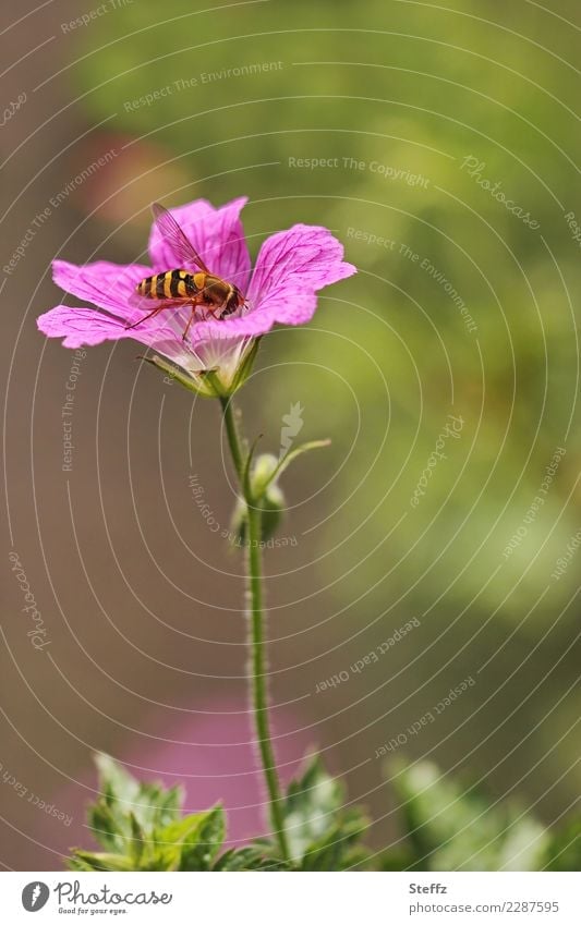 a hoverfly disguised as a wasp on a cranesbill Hover fly Fly mimicry Protective mimicry Protective paints imitation Protection Camouflage Deception camouflage