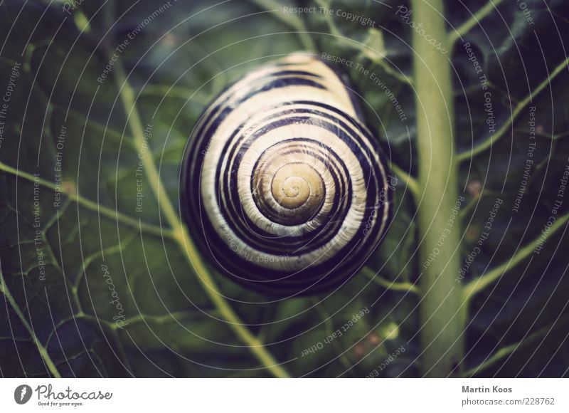 House in the green Nature Plant Leaf Snail 1 Animal Round Contentment Design Protection Pattern Line Snail shell Spiral Circle Colour photo Polaroid Light