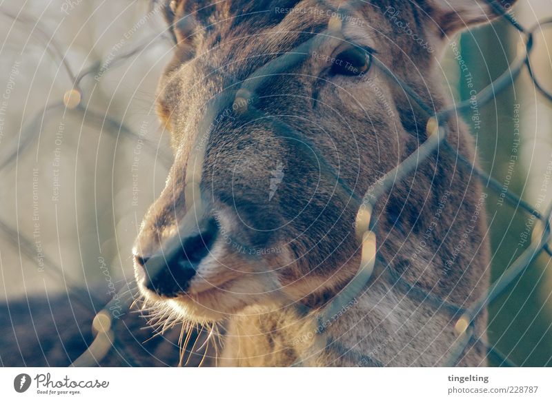 behind bars Nature Animal Wild animal Animal face Deer 1 Observe Illuminate Looking Soft Brown Yellow Gold Warm-heartedness Purity Captured Pelt Eyes Fence