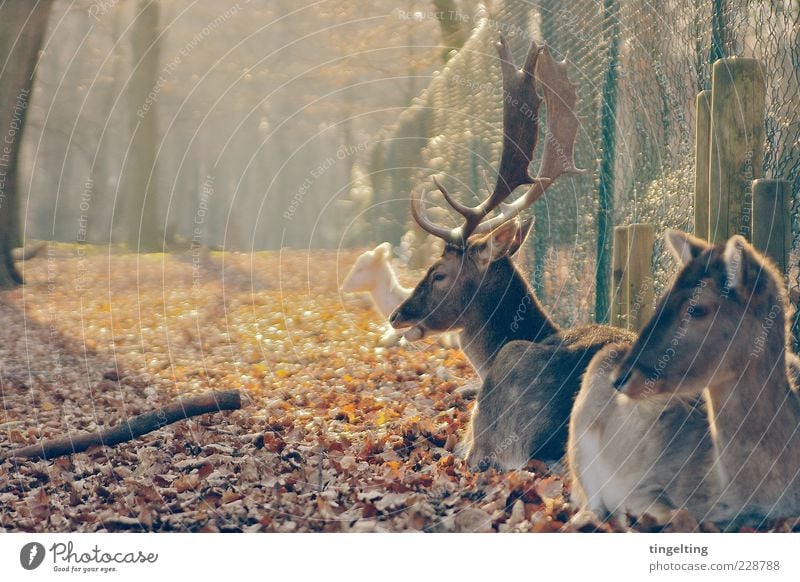 rest Nature Beautiful weather Agreed Warm-heartedness Attachment Deer Roe deer Herd Fence Leaf Game park Yellow Gold Brown Antlers Colour photo Subdued colour