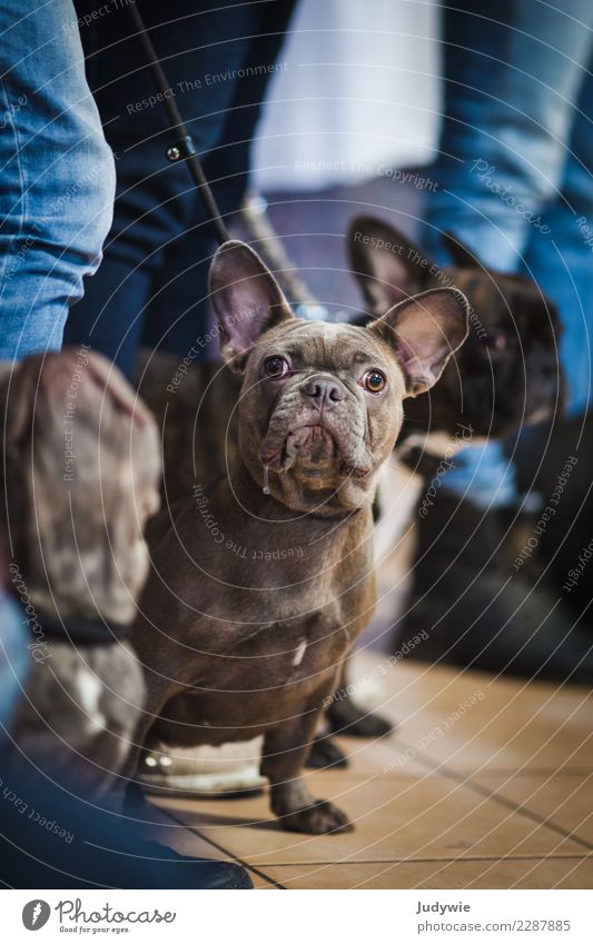 What are you looking at?! Event Shows Dog show Animal Pet Bulldog 3 Group of animals Wait Brash Curiosity Cute Competition Complain Leisure and hobbies