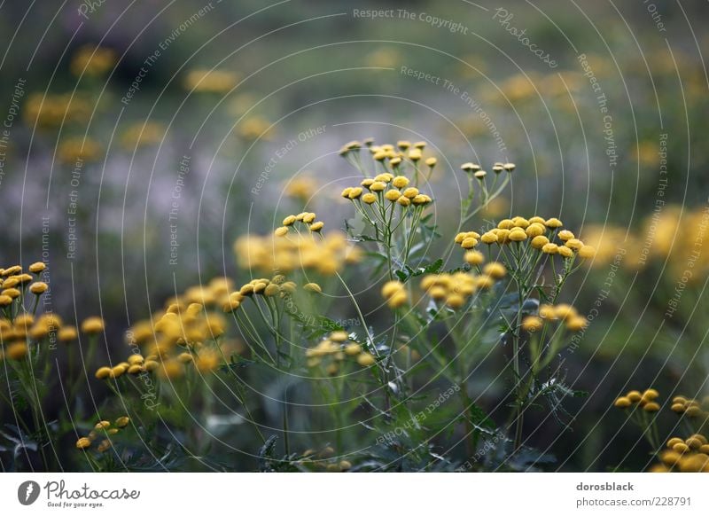 camille . Nature Plant Summer Bushes Blossom Cold Blue Yellow Green Chamomile Camomile blossom Colour photo Subdued colour Exterior shot Detail Deserted
