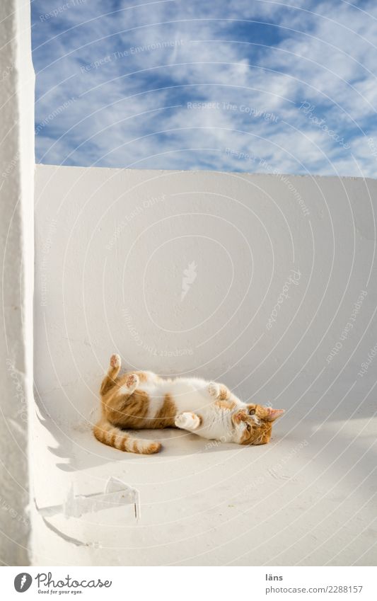 roll off with a swing l Sky House (Residential Structure) Wall (barrier) Wall (building) Balcony Animal Cat 1 Movement Relaxation Cute Happy Contentment