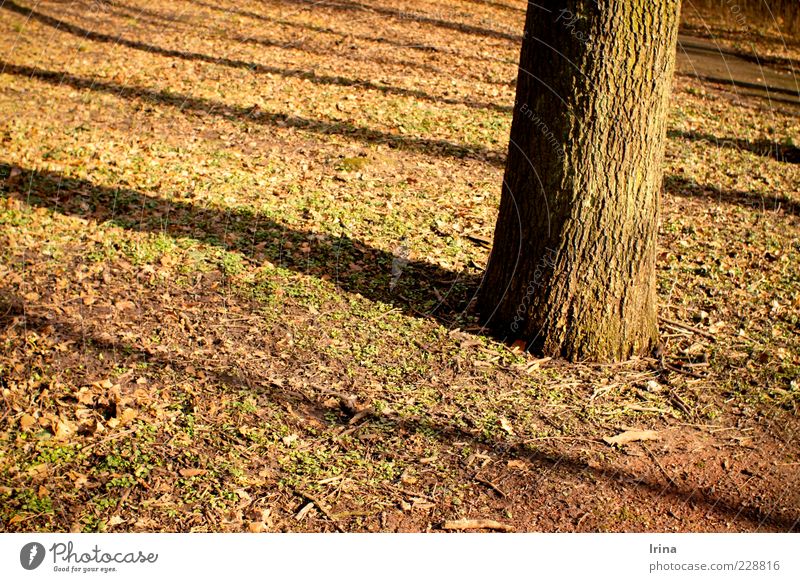 reverberation of shadows Relaxation Beautiful weather Tree Leaf Park Bochum Evening Shadow Contrast Sunlight Exterior shot Autumn leaves Tree trunk Tree bark