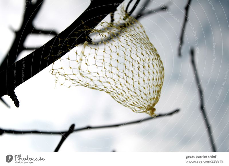The early bird was already there Nature Sky Sunlight Plant Hang Above Yellow Net Birdseed Twigs and branches Colour photo Exterior shot Close-up Deserted Day