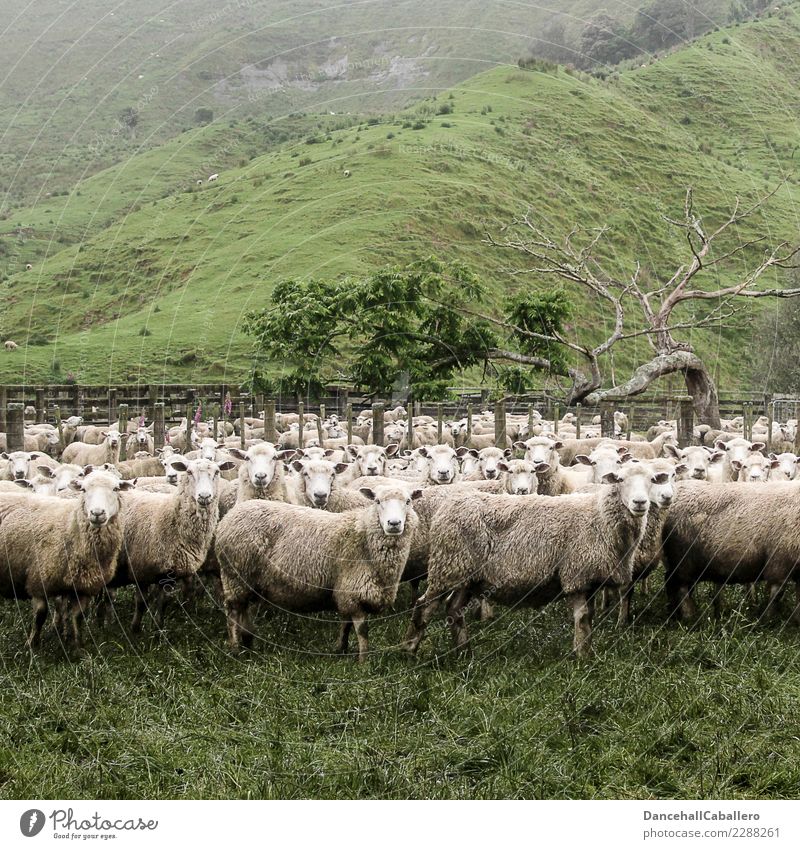 Flock of sheep in pasture looking into the camera Sheep Animal New Zealand Landscape Nature Environment Agriculture Farm animal Willow tree Livestock breeding