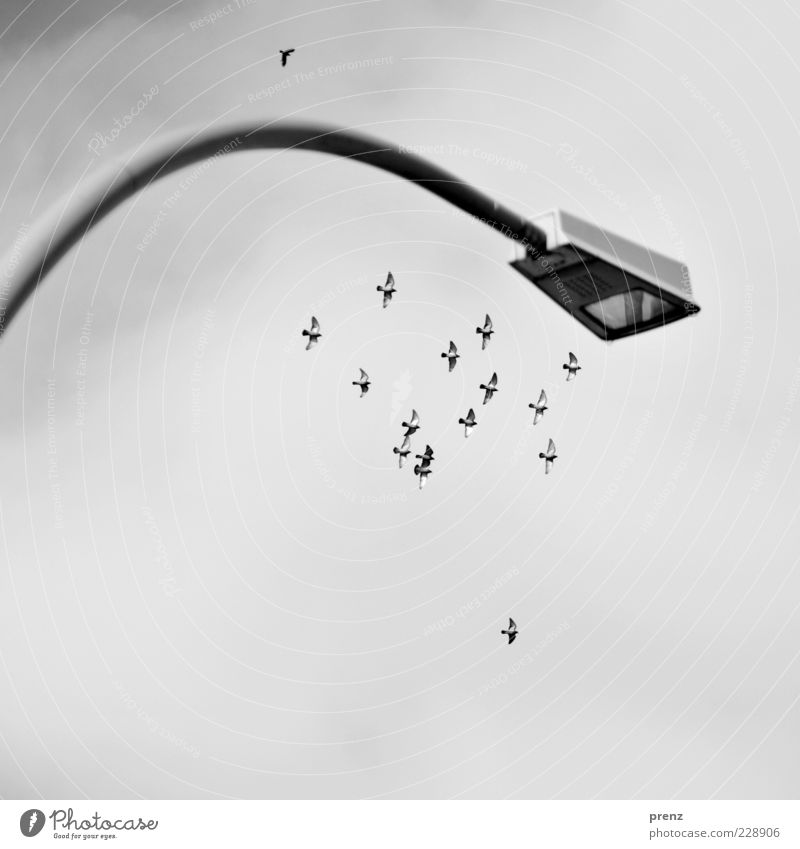 swarm Nature Animal Air Sky Clouds Bird Pigeon Group of animals Flock Steel Flying Gray Lamp Lantern Lamp post Arch Lighting Wing Floodlight Colour photo