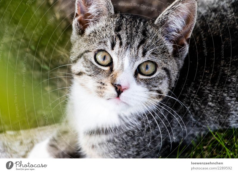 Focused Animal Pet Cat Animal face Pelt 1 Baby animal Observe Discover Listening Looking Wait Curiosity Attentive Watchfulness Interest Experience Colour photo