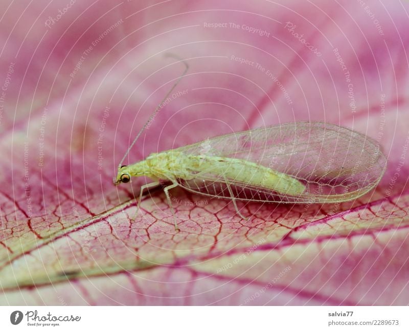 veins Nature Plant Leaf Rachis Animal Animal face Wing Insect Common green lacewing 1 Pink Transience Life line Delicate Fine Colour photo Exterior shot